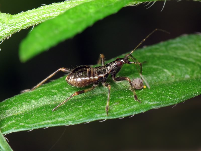 Himacerus apterus (Fabricius, 1798)